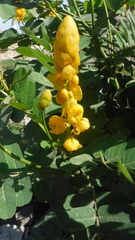 Senna alata