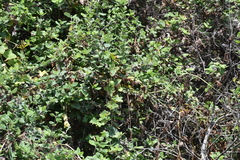Marah oregana