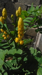 Senna alata