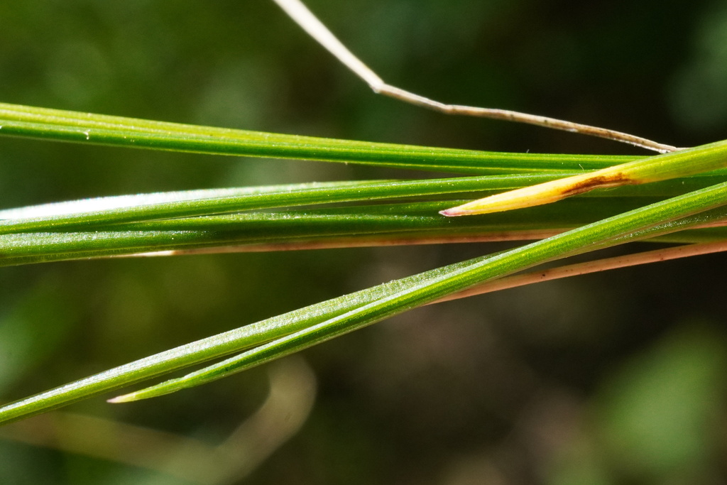 Festuca heterophylla; photograph (c) Patrick Hacker, some rights reserved (CC BY)