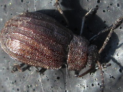 Galeruca vicina