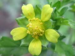Potentilla supina