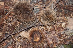Amerikanische Kastanie (Castanea dentata): Herkunft und Verwendung — Foto 2