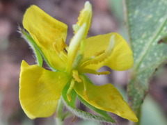 Corchoropsis crenata hupehensis