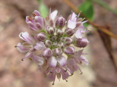 Stevenia maximowiczii