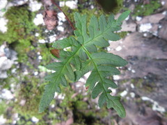 Aleuritopteris argentea