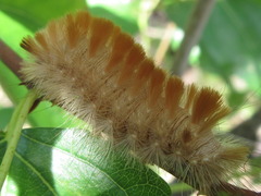 Xanthomantis contaminata