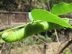 Clanis bilineata