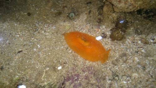 Engel's Gumdrop