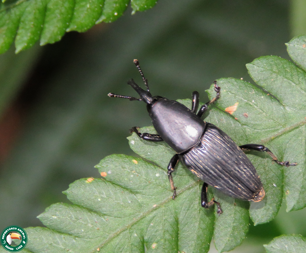 Cactophagus crenatus