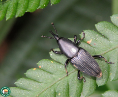 Cactophagus crenatus