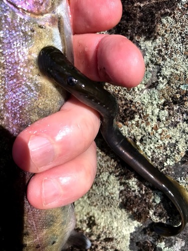 Pit-Klamath brook lamprey (Entosphenus lethophagus) — Petromyzontidae — 2