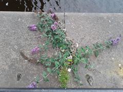 Buddleja davidii
