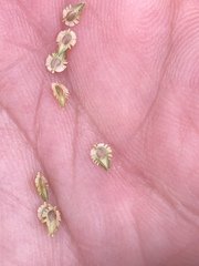 Cyperus metzii
