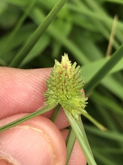 Cyperus metzii