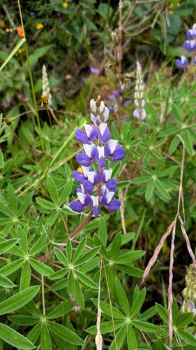 Chachapoyas Lupine (Lupinus chachas)