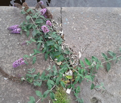 Buddleja davidii
