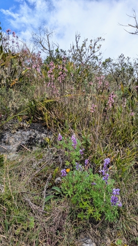 Image of Chachapoyas Lupine by (c) Thibaud Aronson, some rights reserved (CC BY-SA)