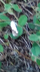 Ponometia erastrioides