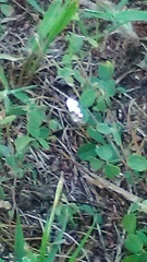 Ponometia erastrioides