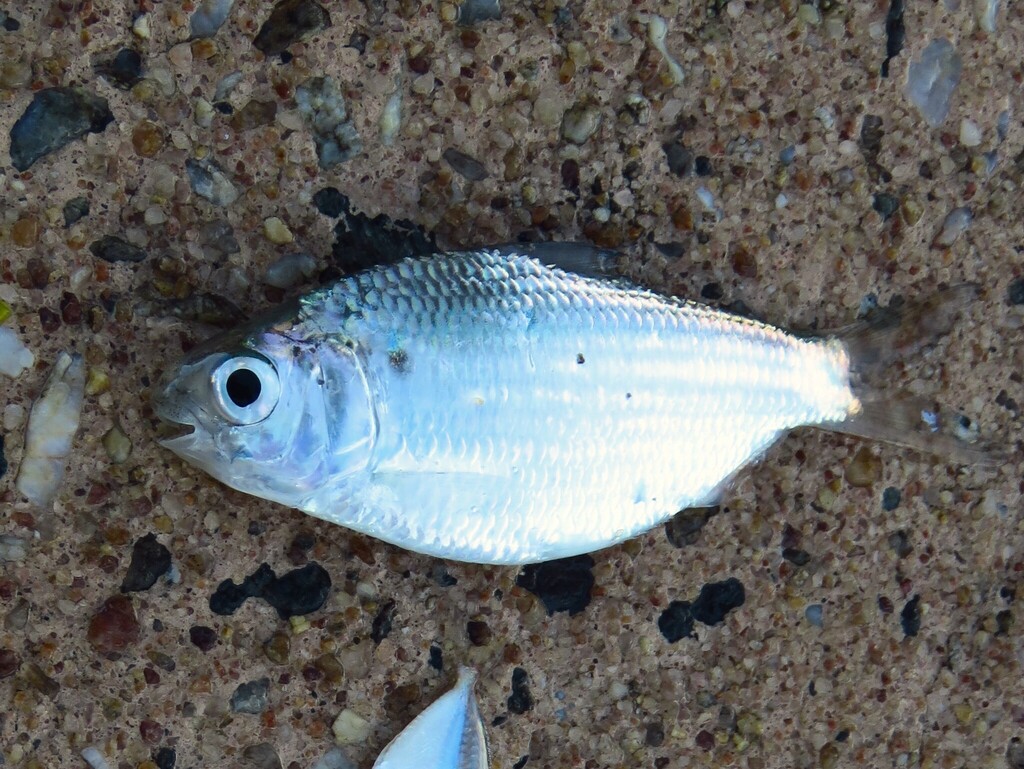 Gizzard shad (Nematalosa come) — Clupeidae