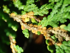 Pestalotiopsis funerea