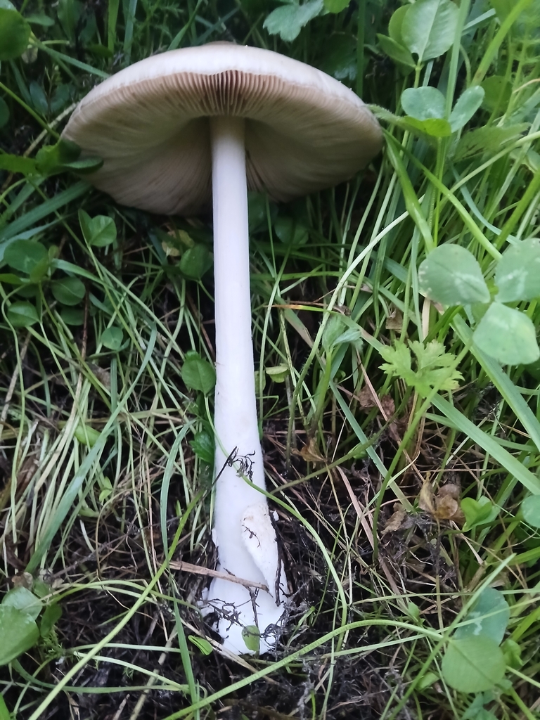 Volvopluteus gloiocephalus · May 2025 · photo: © claire_grace83 (iNaturalist, cc-by)