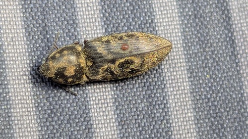 chequered click beetle, Boerenburg, 2203 Noordwijk, Nederland, photo 8 of 10