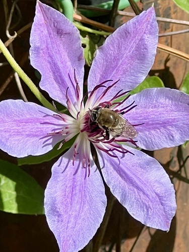 Narcissus Bulb Fly