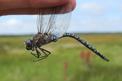Aeshna interrupta lineata