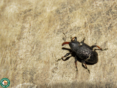 Heilipodus erythrorhynchus