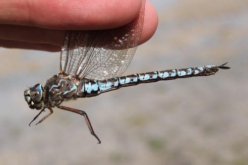 Zigzag Darner (Aeshna sitchensis), a species recorded in Alaska
