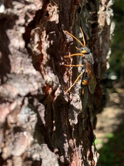 Urocerus flavicornis