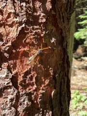 Urocerus flavicornis