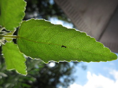 Corchoropsis crenata hupehensis