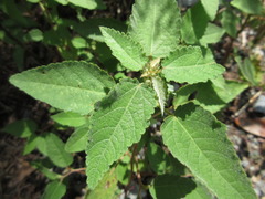 Corchoropsis crenata hupehensis