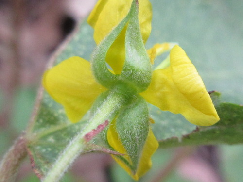 Variety Corchoropsis crenata hupehensis · iNaturalist