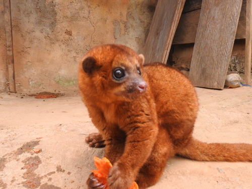 Kinkajou
