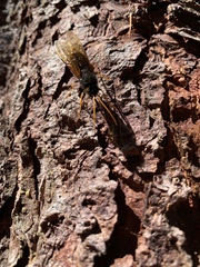 Urocerus flavicornis