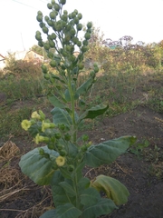 Nicotiana rustica