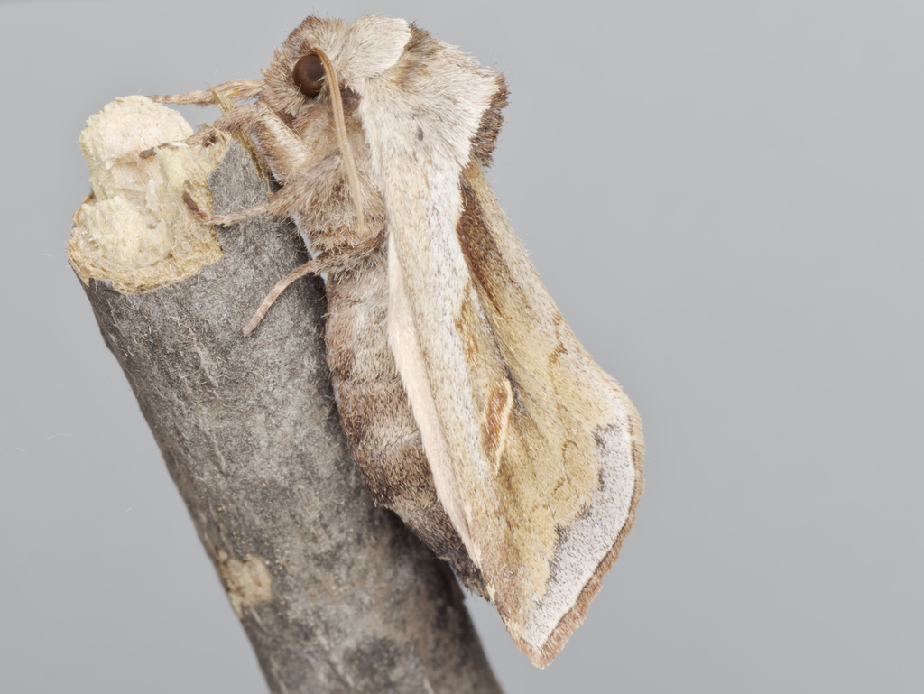 Cattail Borer Moth