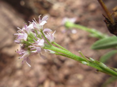 Stevenia maximowiczii