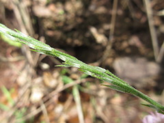 Stevenia maximowiczii