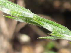 Stevenia maximowiczii