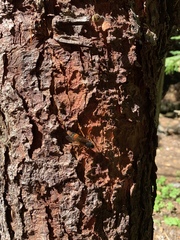 Urocerus flavicornis