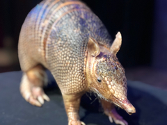 Dasypus