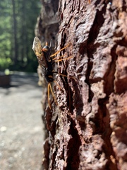 Urocerus flavicornis