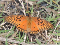 Dione vanillae maculosa