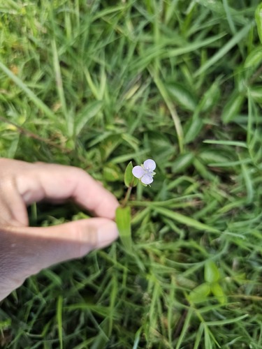 Murdannia nudiflora, 2025-05-01