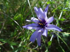Catananche caerulea